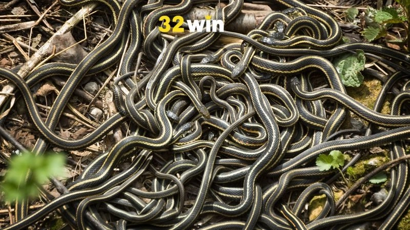 Mơ thấy nhiều rắn