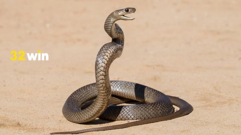 Mơ thấy rắn không rõ tình huống