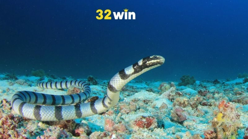 Mơ thấy rắn nước